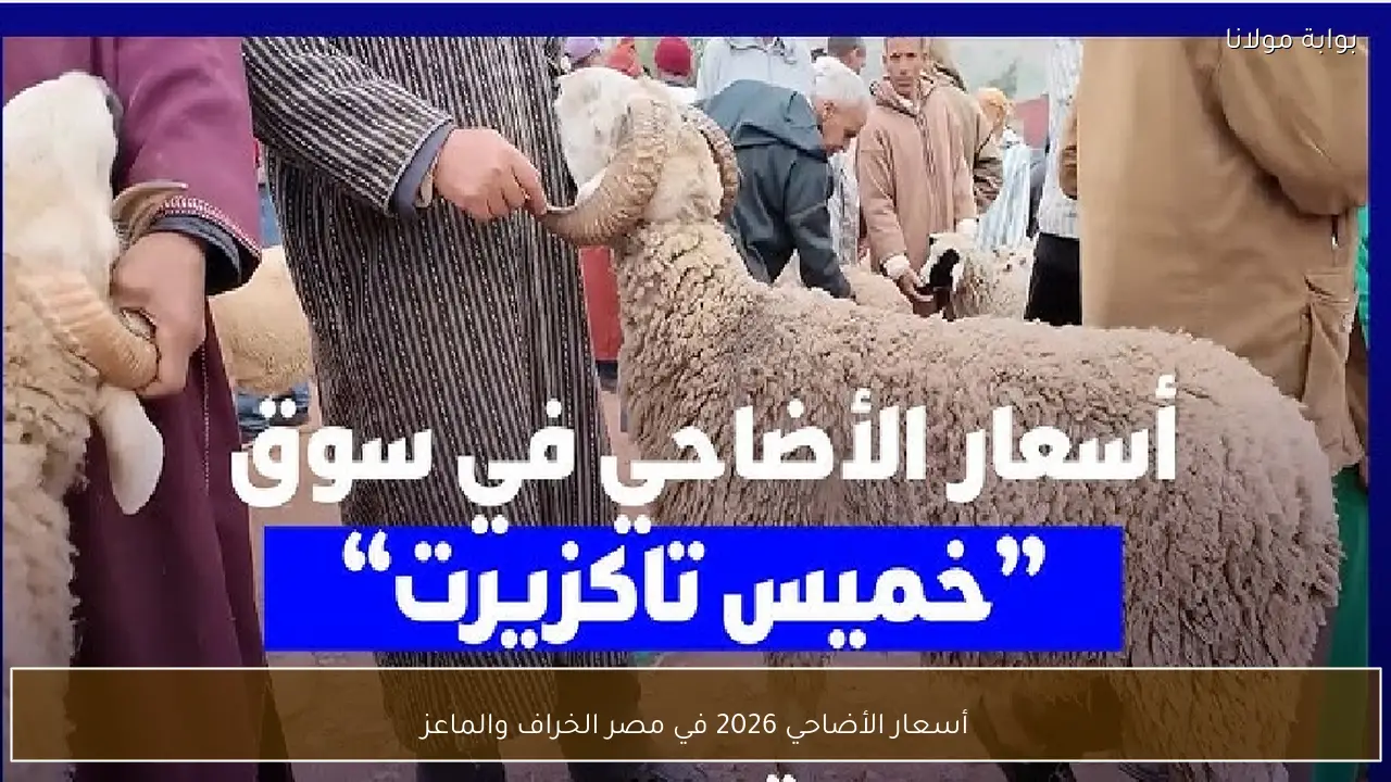 أسعار الأضاحي 2026 في مصر الخراف والماعز