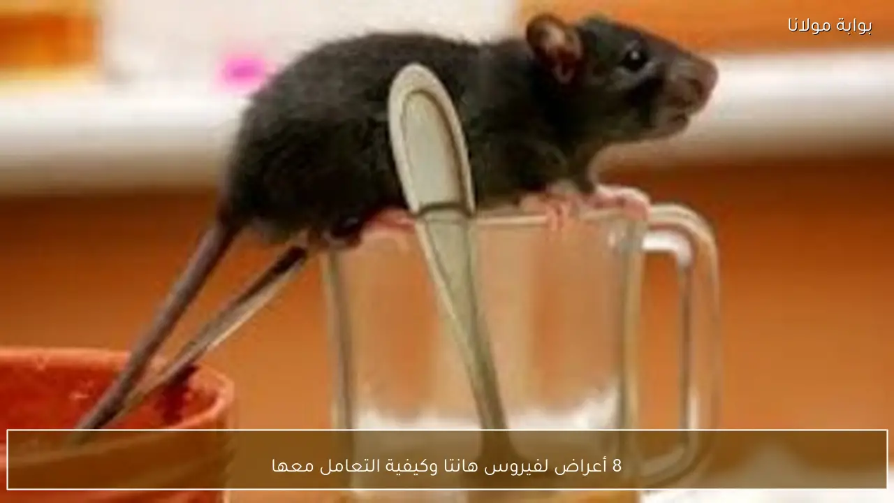 8 أعراض لفيروس هانتا وكيفية التعامل معها