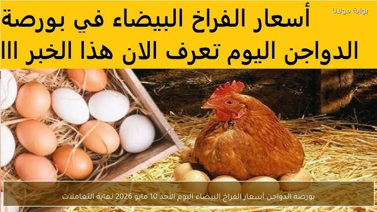 بورصة الدواجن أسعار الفراخ البيضاء اليوم الأحد 10 مايو 2026 نهاية التعاملات