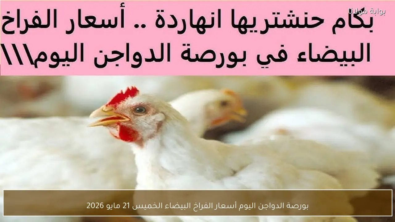 بورصة الدواجن اليوم أسعار الفراخ البيضاء الخميس 21 مايو 2026