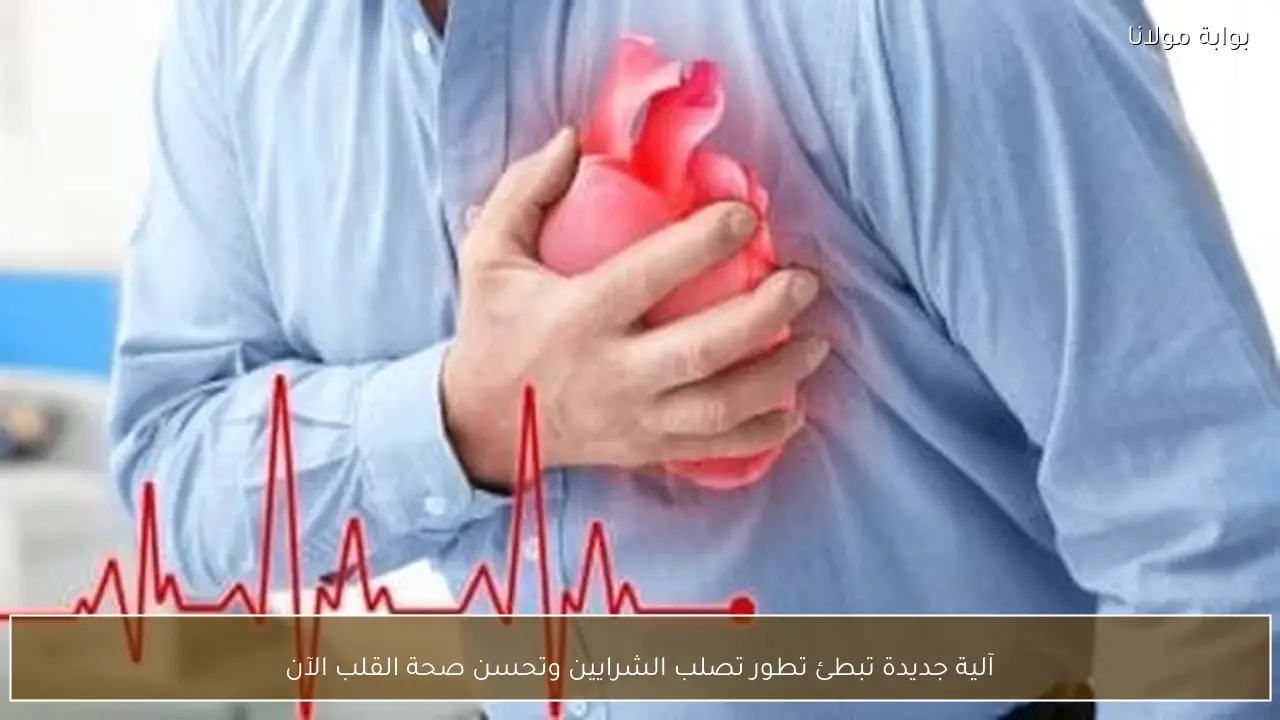 آلية جديدة تبطئ تطور تصلب الشرايين وتحسن صحة القلب الآن