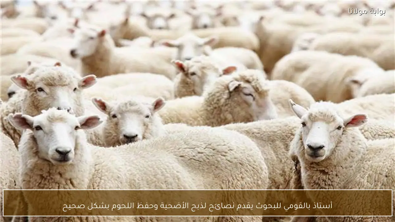 أستاذ بالقومي للبحوث يقدم نصائح لذبح الأضحية وحفظ اللحوم بشكل صحيح