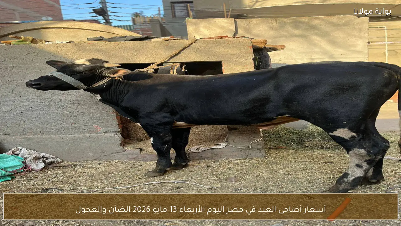 أسعار أضاحى العيد في مصر اليوم الأربعاء 13 مايو 2026 الضأن والعجول