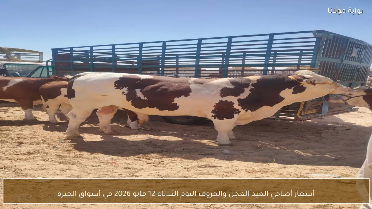 أسعار أضاحي العيد العجل والخروف اليوم الثلاثاء 12 مايو 2026 في أسواق الجيزة