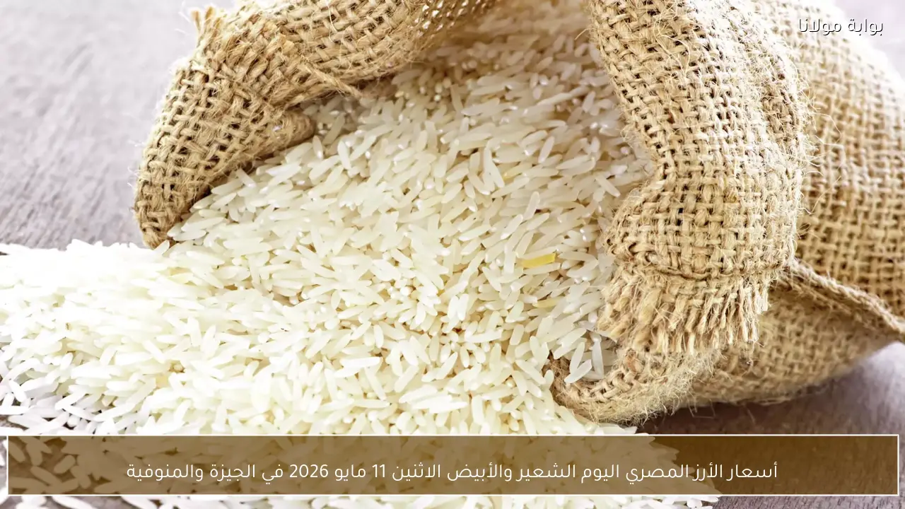 أسعار الأرز المصري اليوم الشعير والأبيض الاثنين 11 مايو 2026 في الجيزة والمنوفية