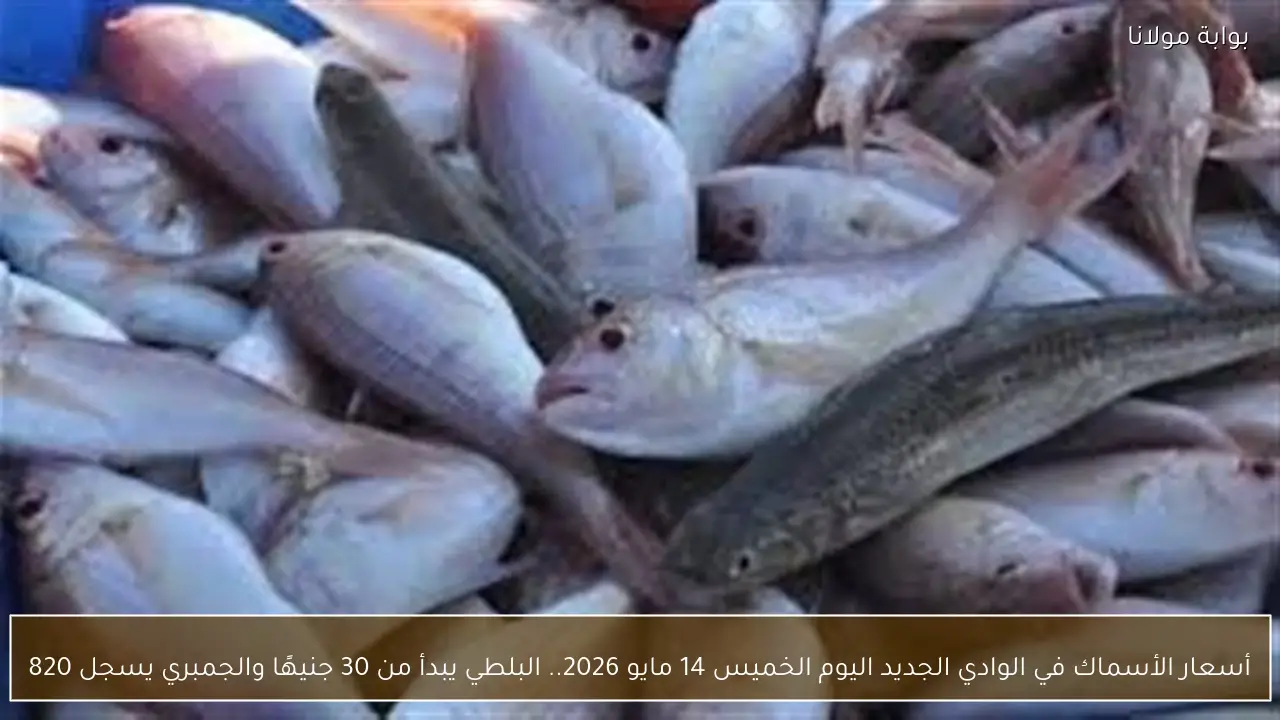 أسعار الأسماك في الوادي الجديد اليوم الخميس 14 مايو 2026.. البلطي يبدأ من 30 جنيهًا والجمبري يسجل 820
