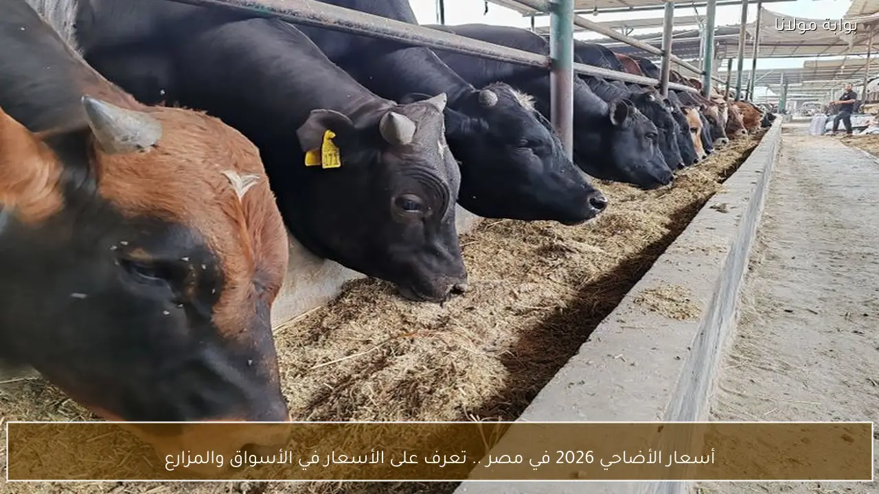 أسعار الأضاحي 2026 في مصر .. تعرف على الأسعار في الأسواق والمزارع
