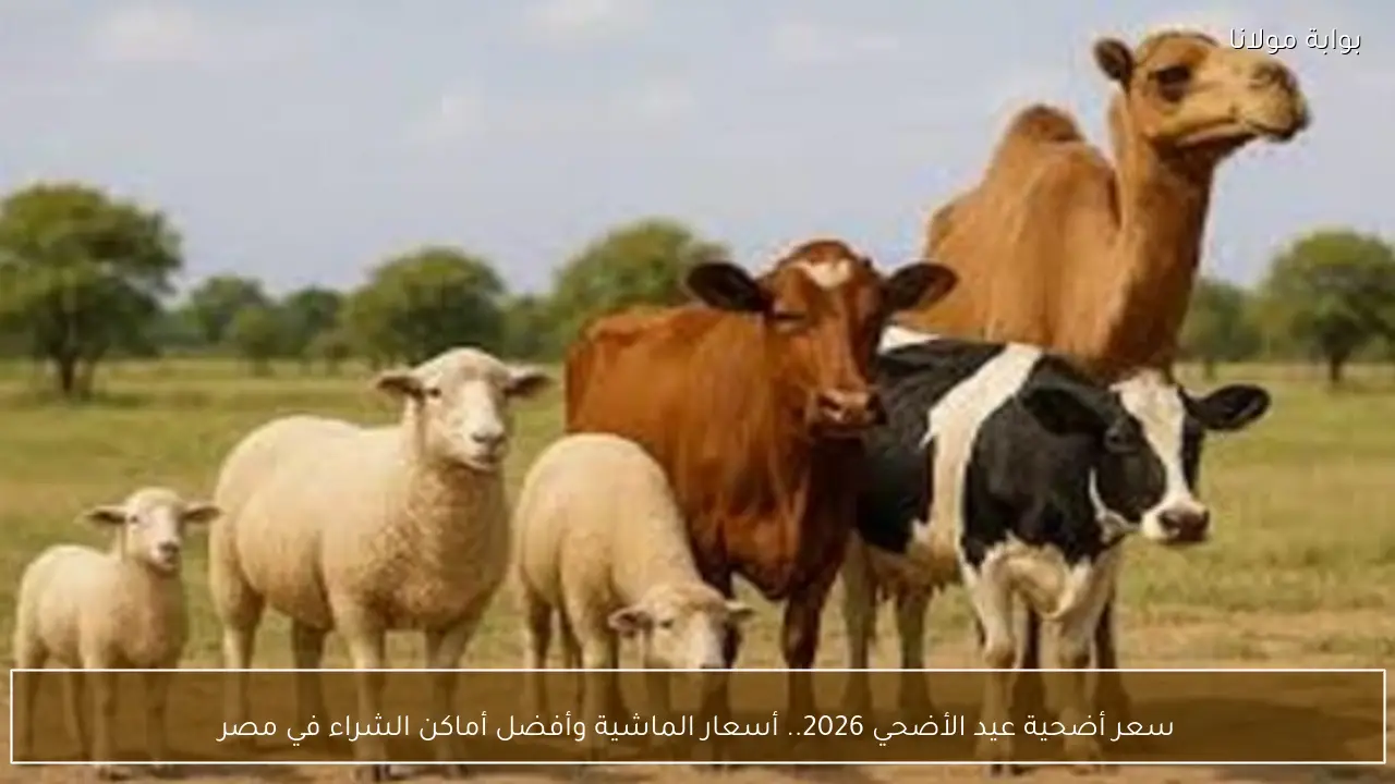 سعر أضحية عيد الأضحي 2026.. أسعار الماشية وأفضل أماكن الشراء في مصر
