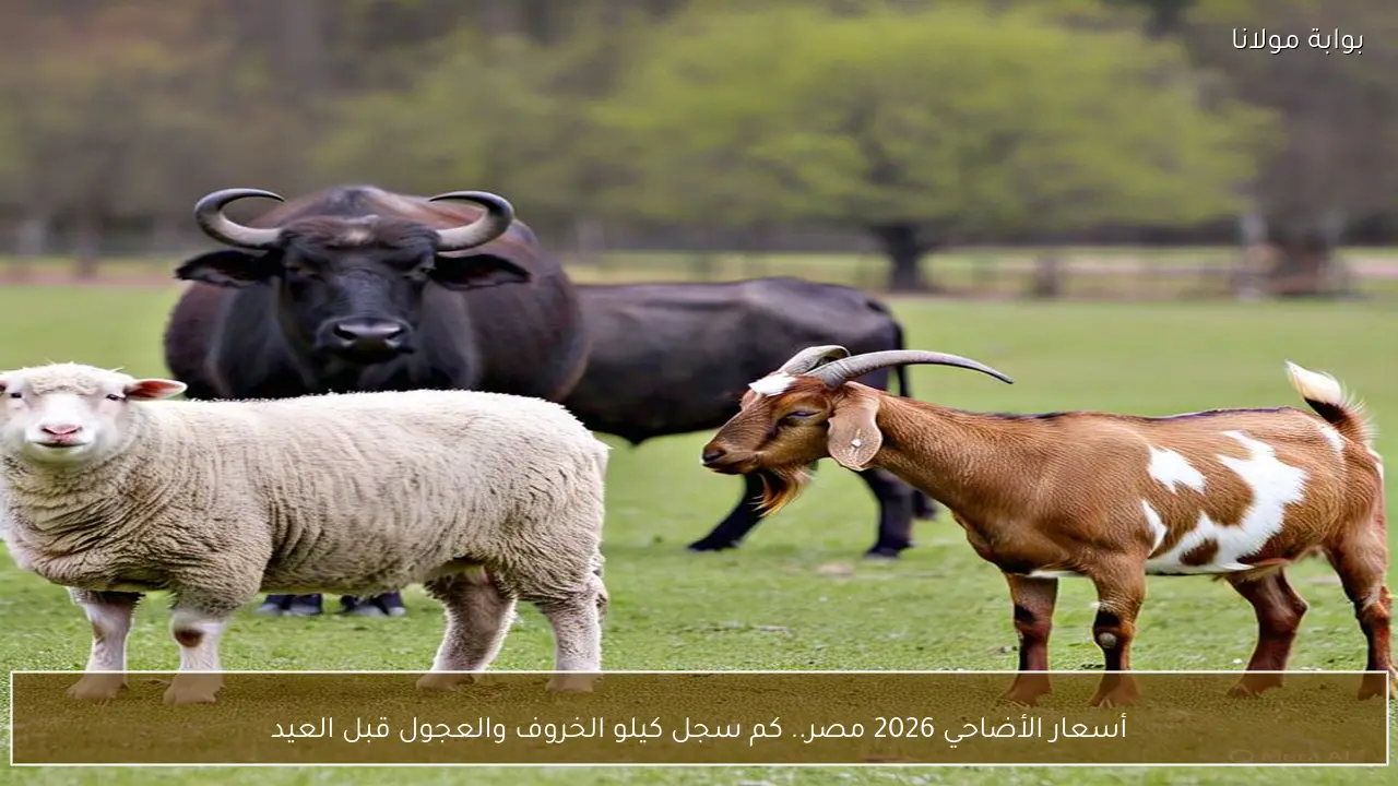 أسعار الأضاحي 2026 مصر.. كم سجل كيلو الخروف والعجول قبل العيد
