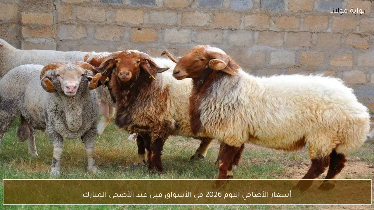 أسعار الأضاحي اليوم 2026 في الأسواق قبل عيد الأضحى المبارك