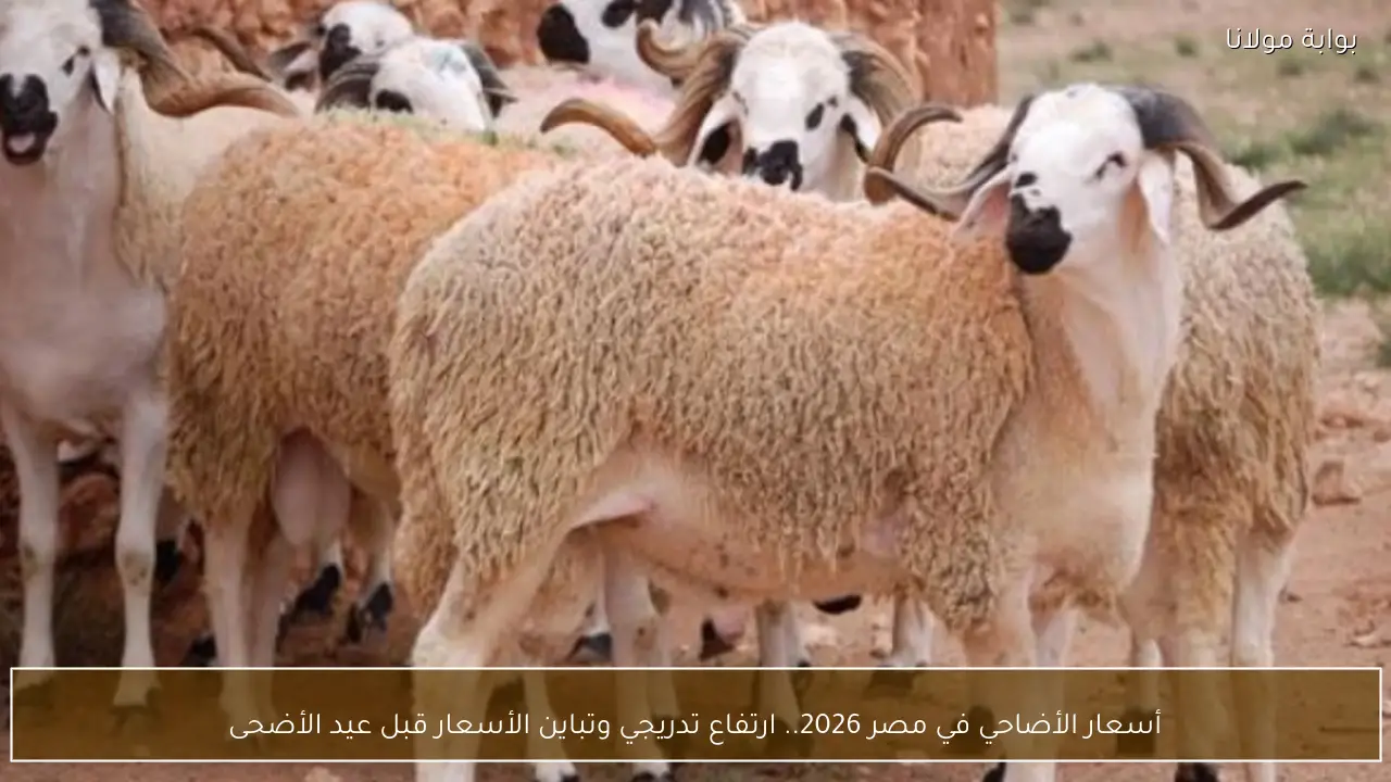 أسعار الأضاحي في مصر 2026.. ارتفاع تدريجي وتباين الأسعار قبل عيد الأضحى