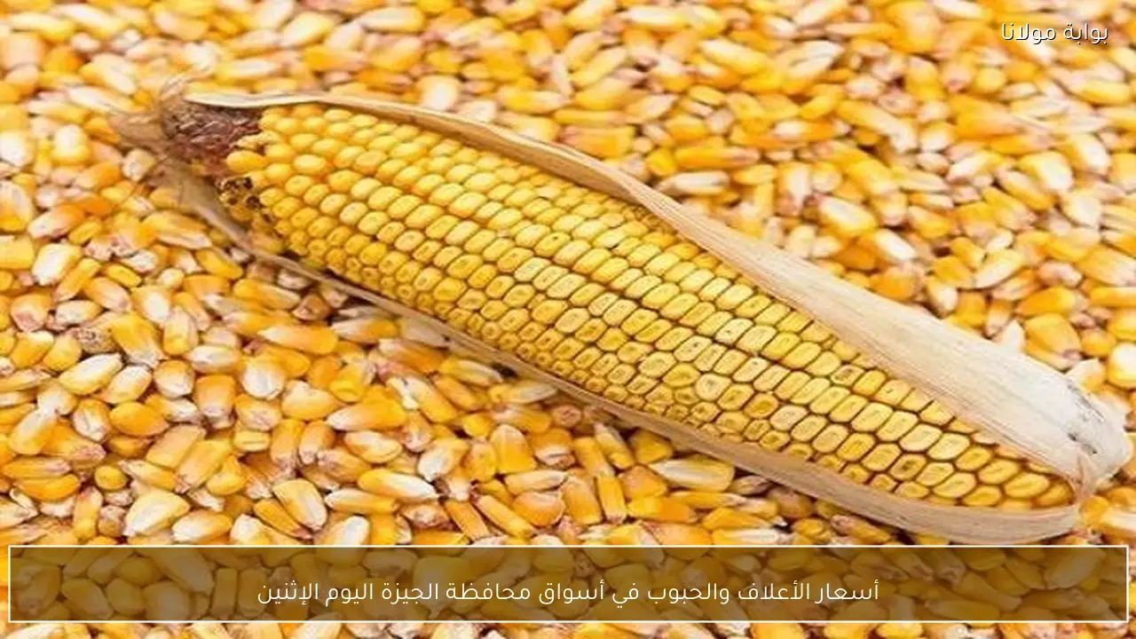 أسعار الأعلاف والحبوب في أسواق محافظة الجيزة اليوم الإثنين