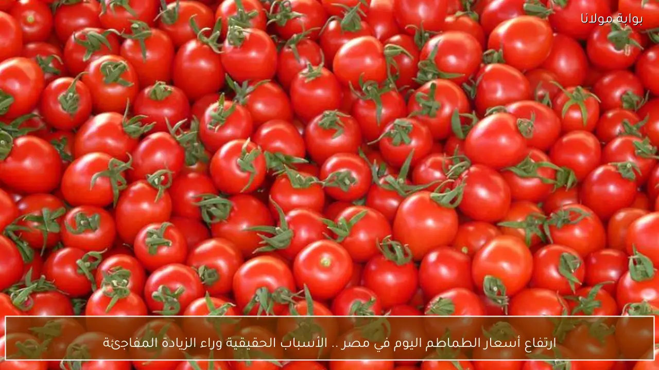 ارتفاع أسعار الطماطم اليوم في مصر .. الأسباب الحقيقية وراء الزيادة المفاجئة