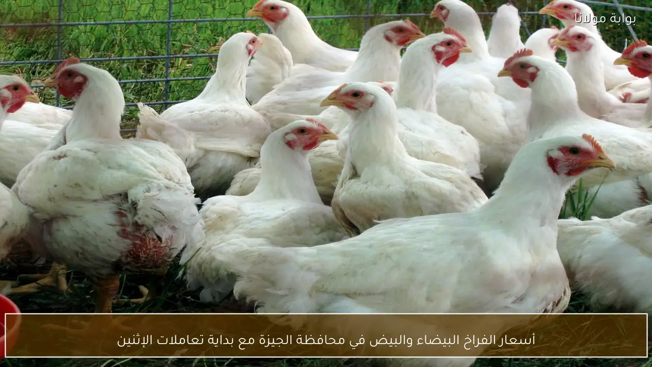 أسعار الفراخ البيضاء والبيض في محافظة الجيزة مع بداية تعاملات الإثنين