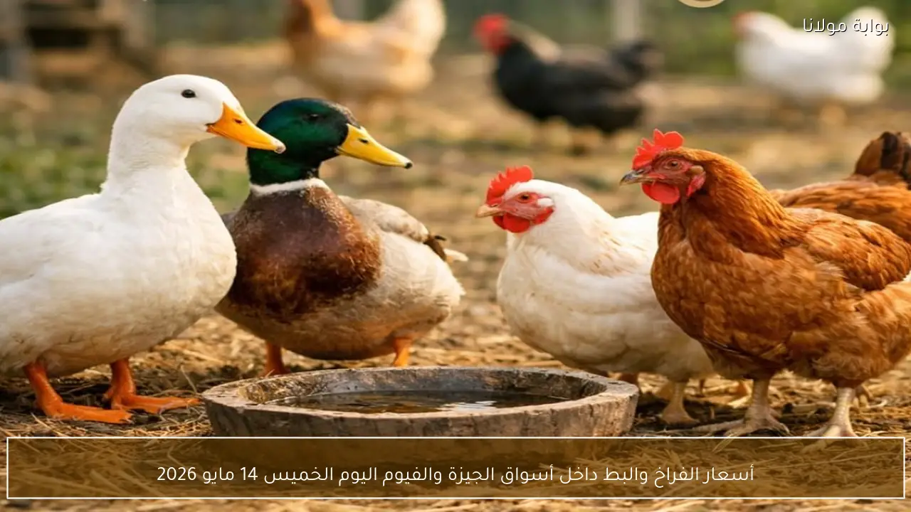 أسعار الفراخ والبط داخل أسواق الجيزة والفيوم اليوم الخميس 14 مايو 2026