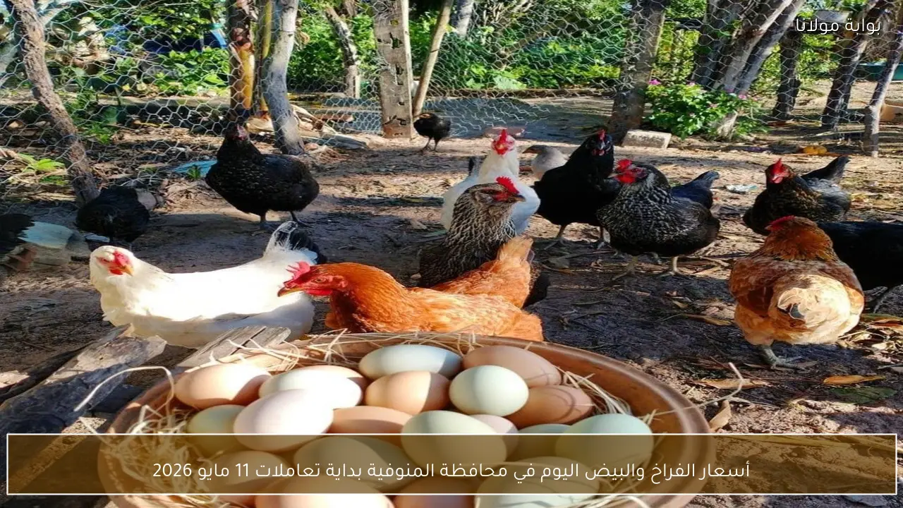 أسعار الفراخ والبيض اليوم في محافظة المنوفية بداية تعاملات 11 مايو 2026