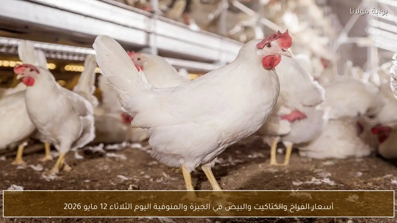 أسعار الفراخ والكتاكيت والبيض في الجيزة والمنوفية اليوم الثلاثاء 12 مايو 2026