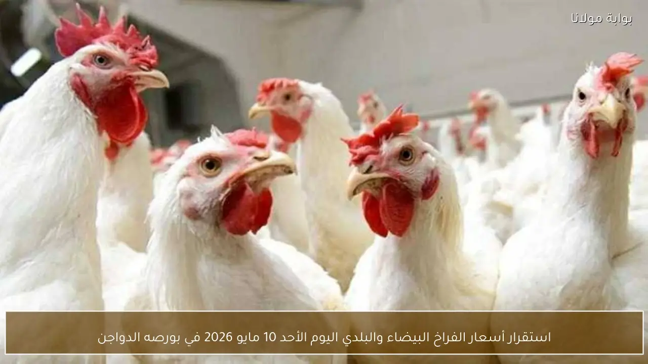 استقرار أسعار الفراخ البيضاء والبلدي اليوم الأحد 10 مايو 2026 في بورصه الدواجن