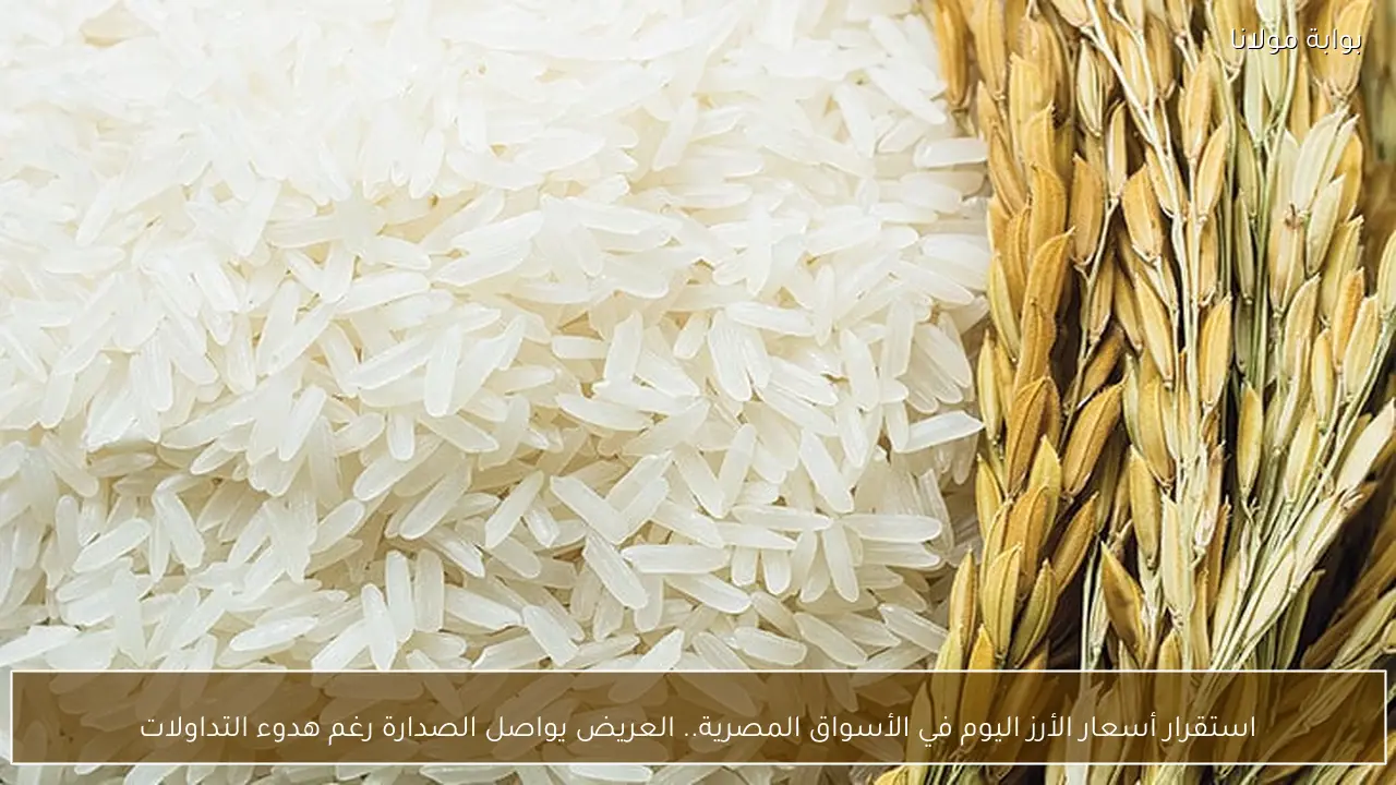 استقرار أسعار الأرز اليوم في الأسواق المصرية.. العريض يواصل الصدارة رغم هدوء التداولات