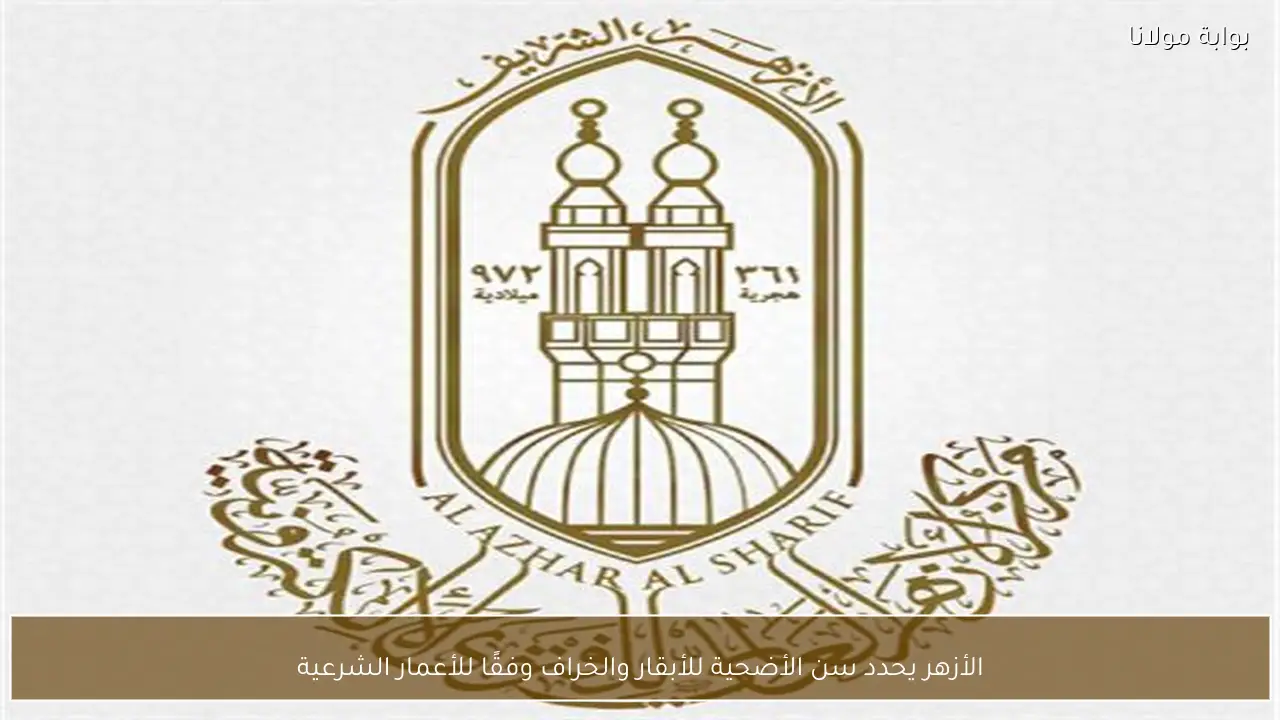 الأزهر يحدد سن الأضحية للأبقار والخراف وفقًا للأعمار الشرعية