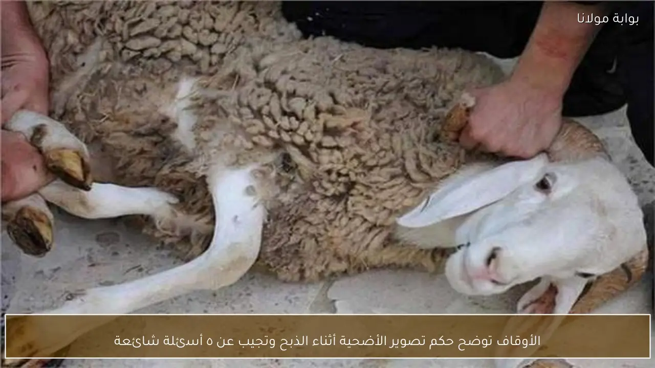 الأوقاف توضح حكم تصوير الأضحية أثناء الذبح وتجيب عن ٥ أسئلة شائعة