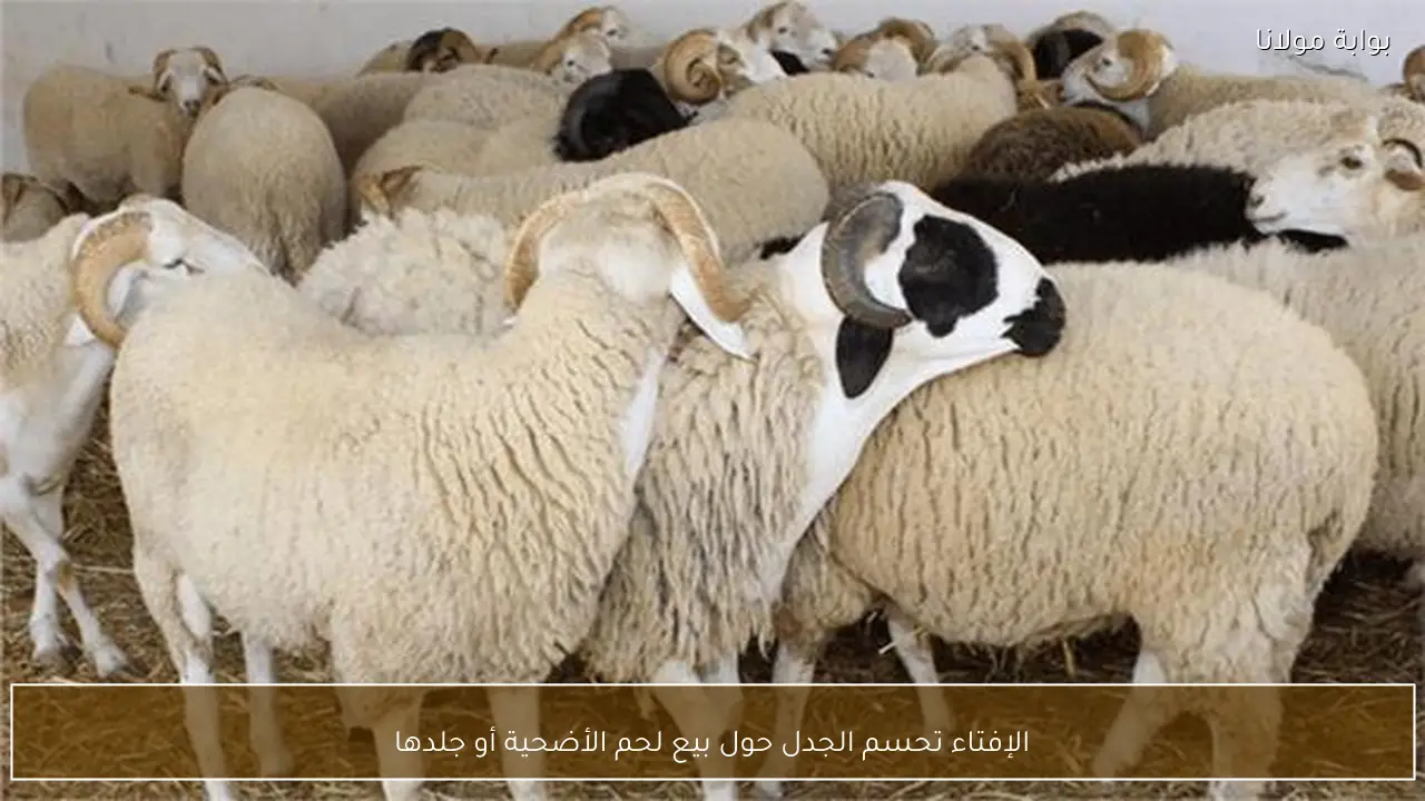 الإفتاء تحسم الجدل حول بيع لحم الأضحية أو جلدها