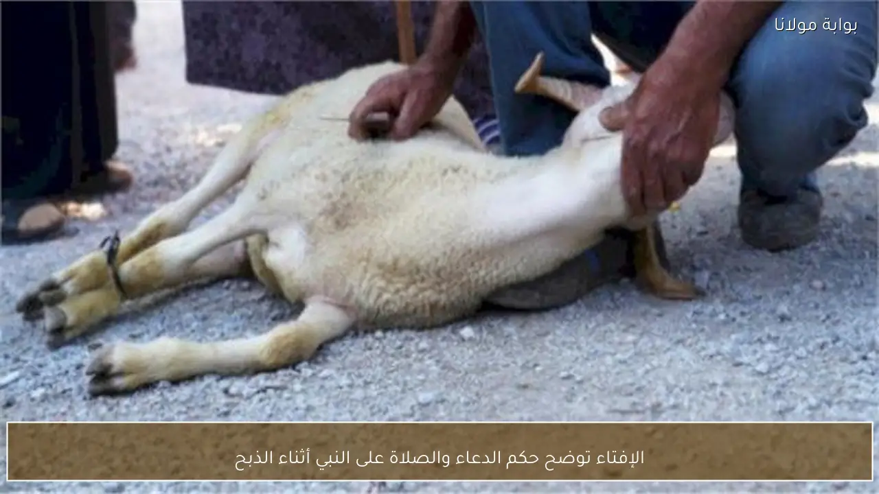الإفتاء توضح حكم الدعاء والصلاة على النبي أثناء الذبح