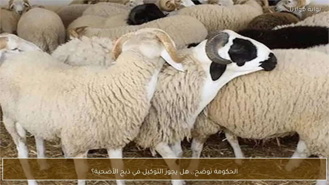 الحكومة توضح.. هل يجوز التوكيل في ذبح الأضحية؟
