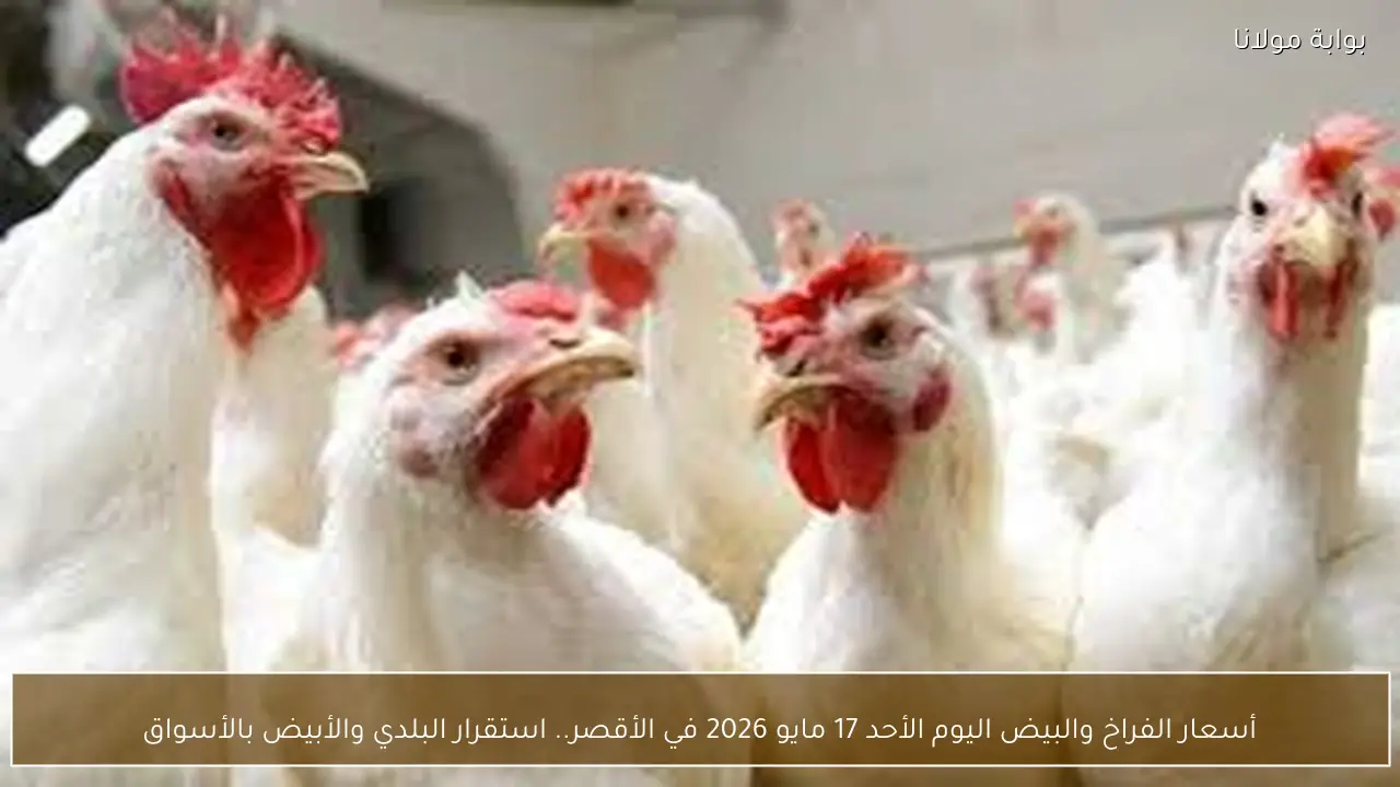 أسعار الفراخ والبيض اليوم الأحد 17 مايو 2026 في الأقصر.. استقرار البلدي والأبيض بالأسواق