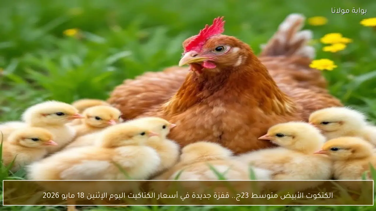 الكتكوت الأبيض متوسط 23ج.. قفزة جديدة في أسعار الكتاكيت اليوم الإثنين 18 مايو 2026