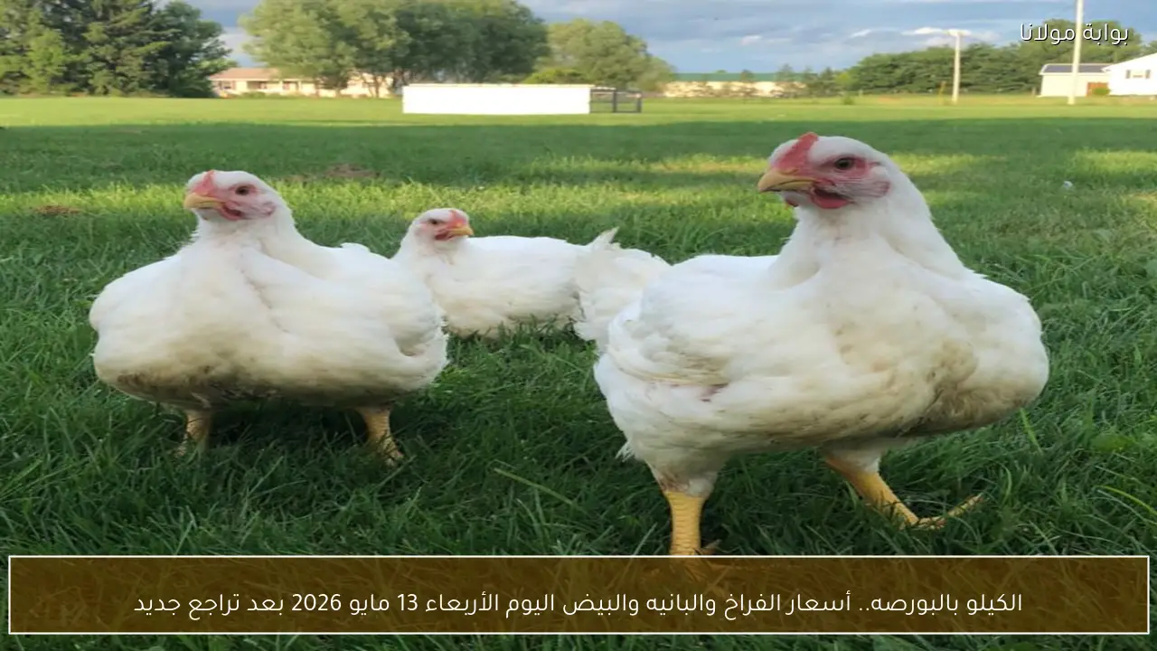 الكيلو بالبورصه.. أسعار الفراخ والبانيه والبيض اليوم الأربعاء 13 مايو 2026 بعد تراجع جديد