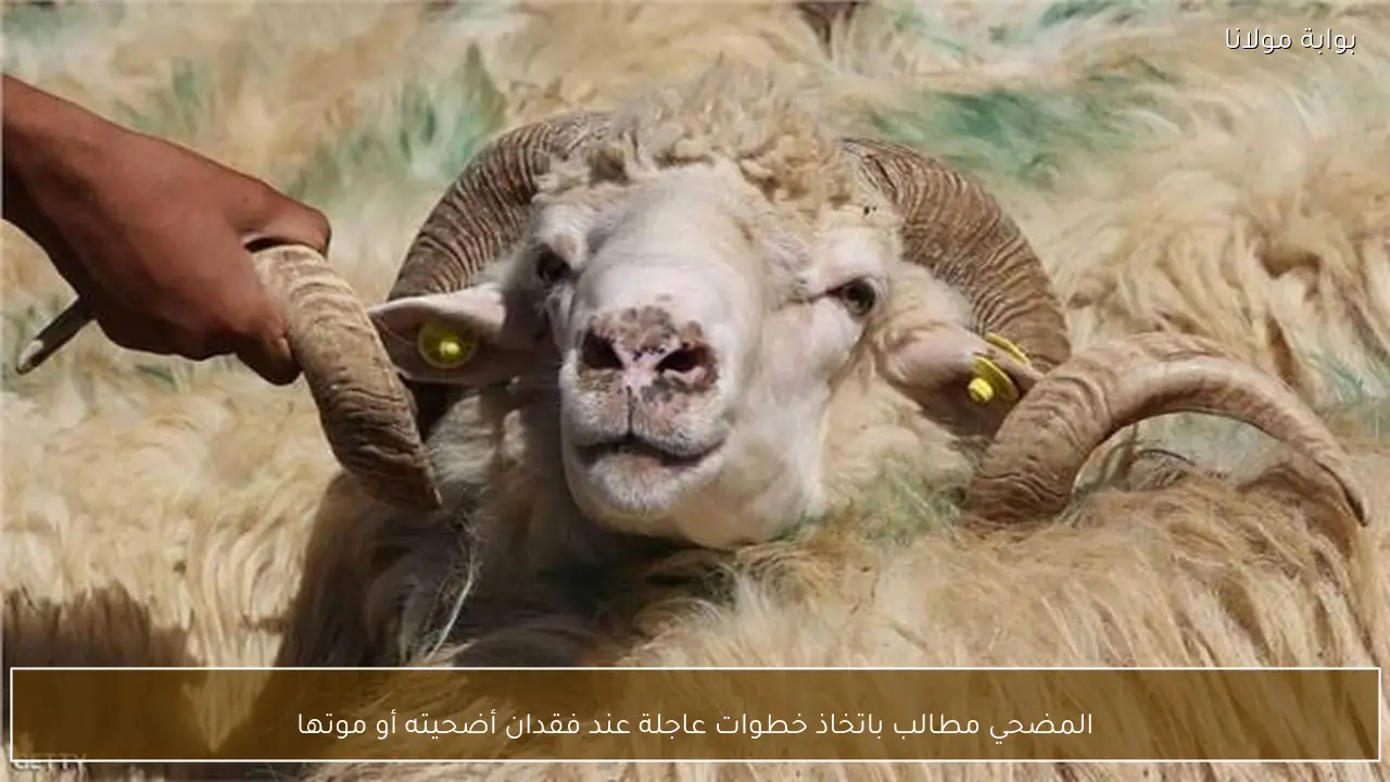 المضحي مطالب باتخاذ خطوات عاجلة عند فقدان أضحيته أو موتها