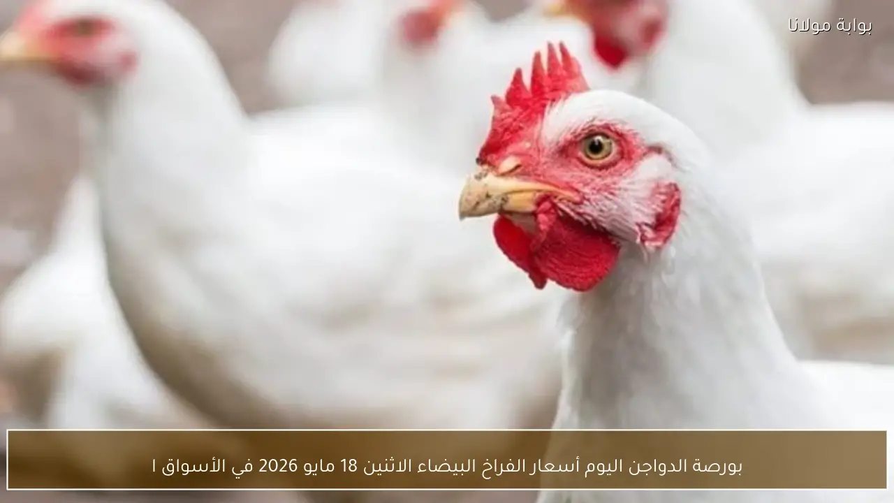 بورصة الدواجن اليوم أسعار الفراخ البيضاء الاثنين 18 مايو 2026 في الأسواق