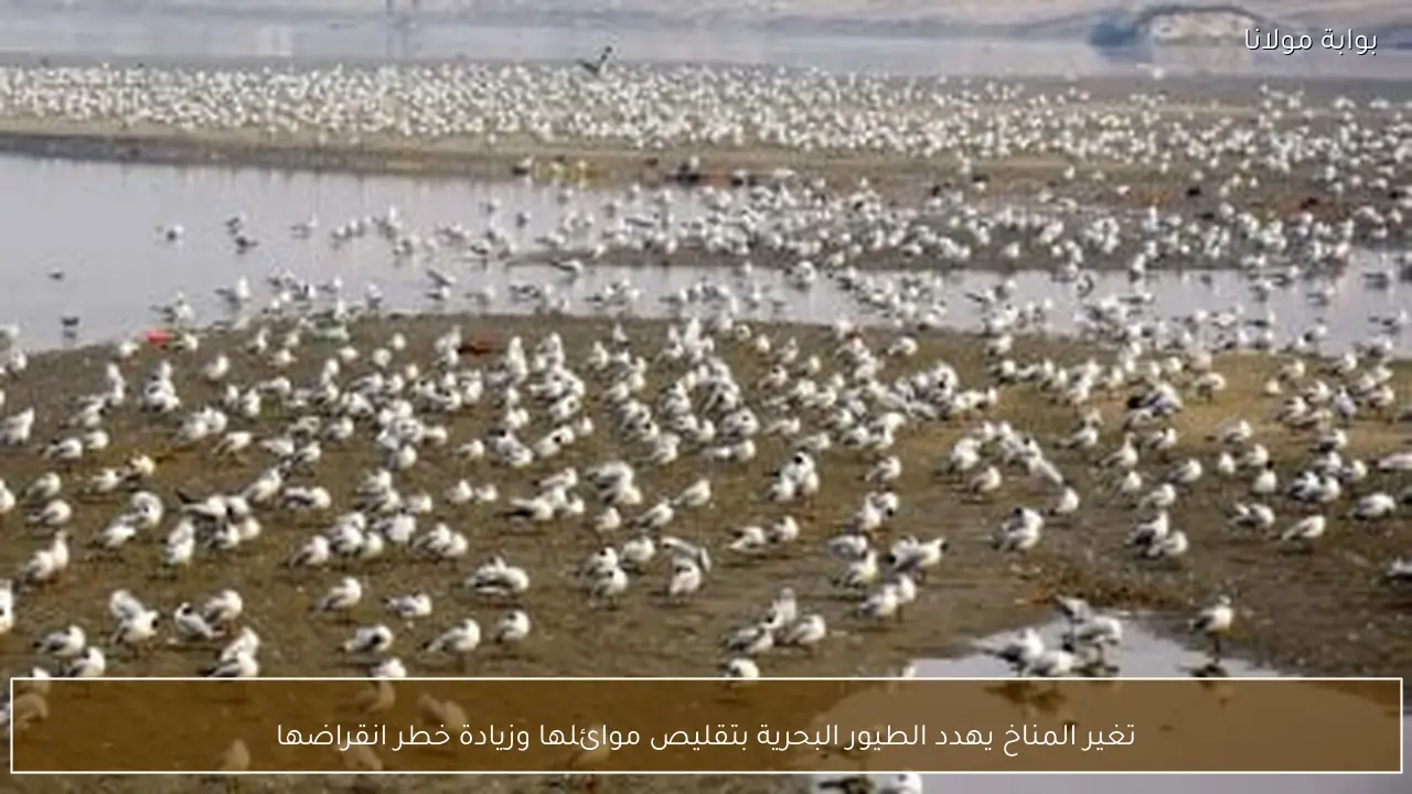 تغير المناخ يهدد الطيور البحرية بتقليص موائلها وزيادة خطر انقراضها