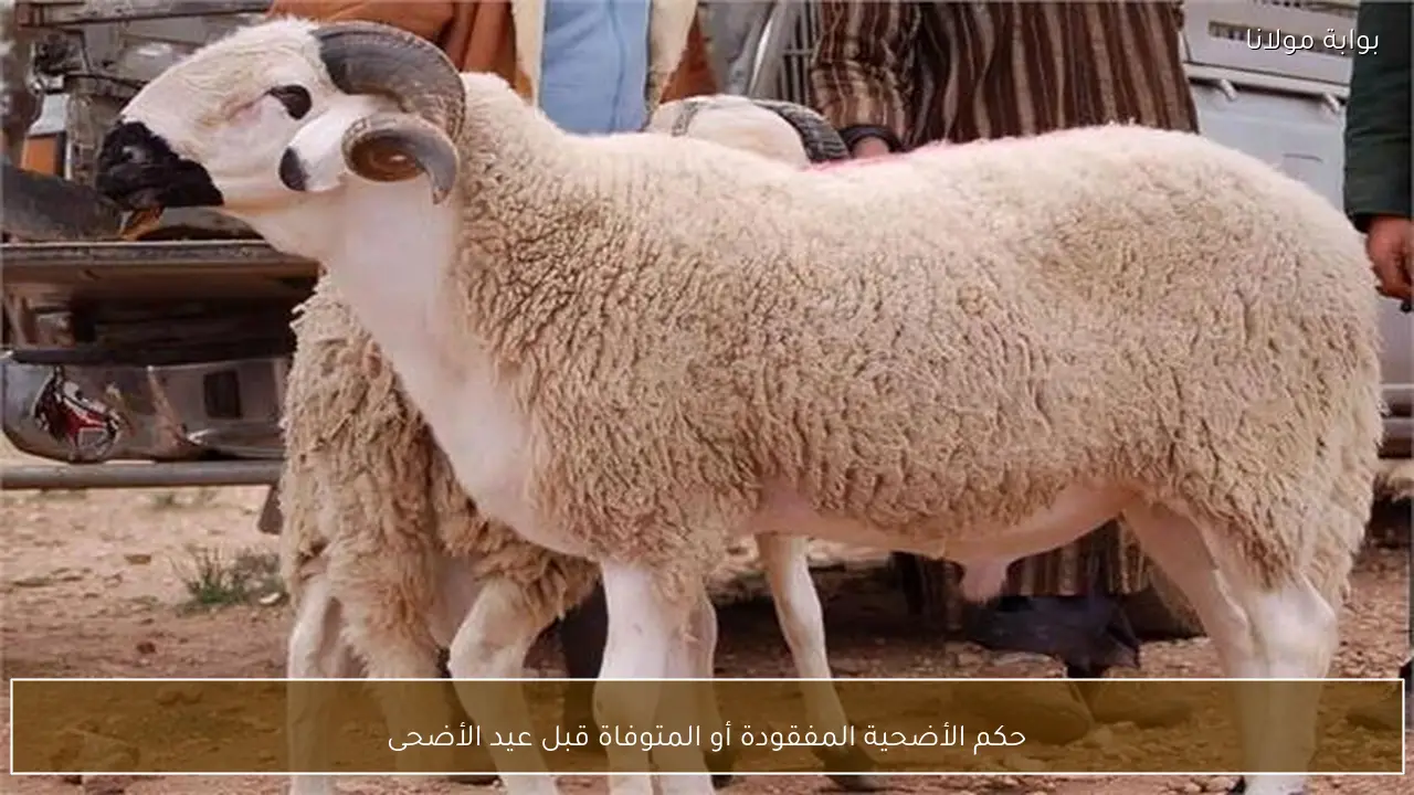 حكم الأضحية المفقودة أو المتوفاة قبل عيد الأضحى