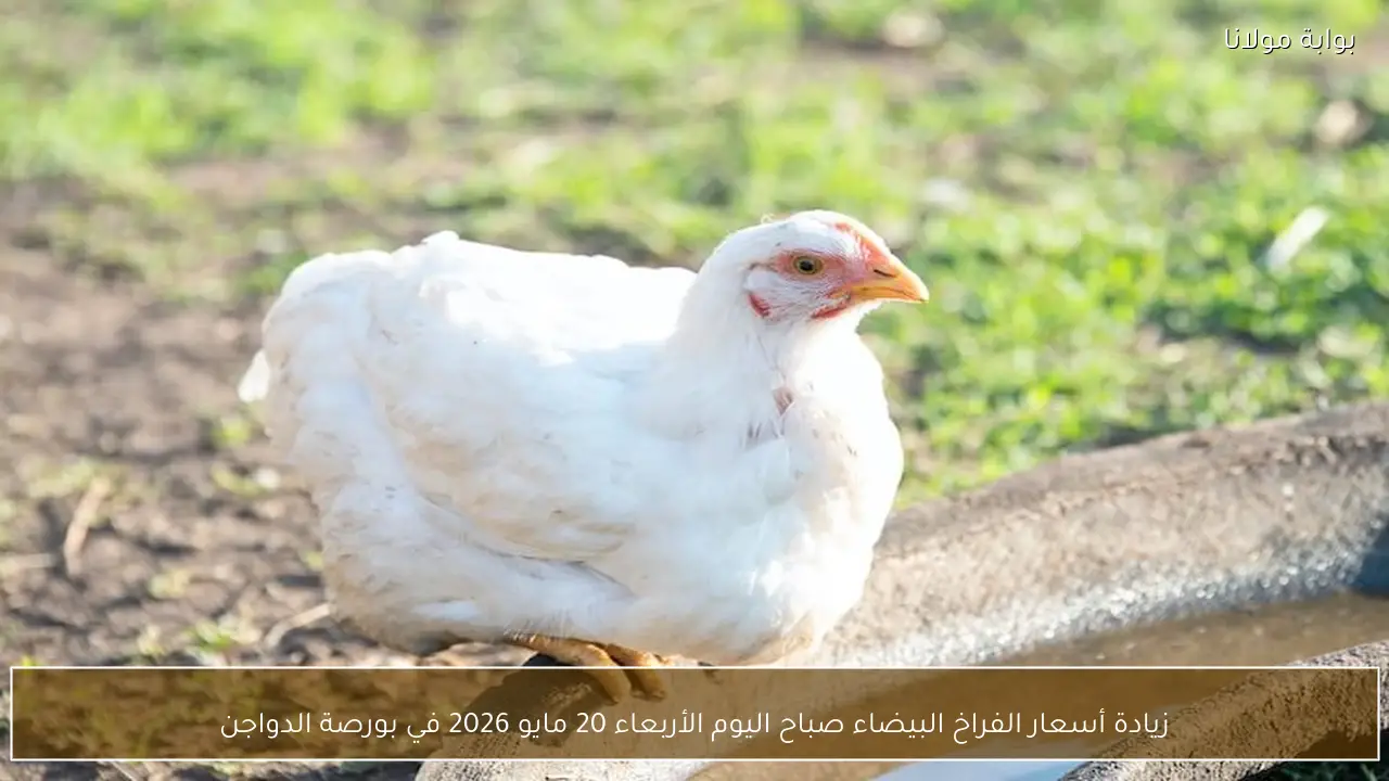 زيادة أسعار الفراخ البيضاء صباح اليوم الأربعاء 20 مايو 2026 في بورصة الدواجن