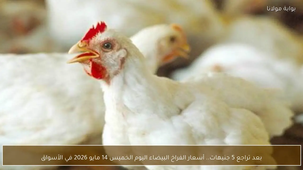 بعد تراجع 5 جنيهات.. أسعار الفراخ البيضاء اليوم الخميس 14 مايو 2026 في الأسواق