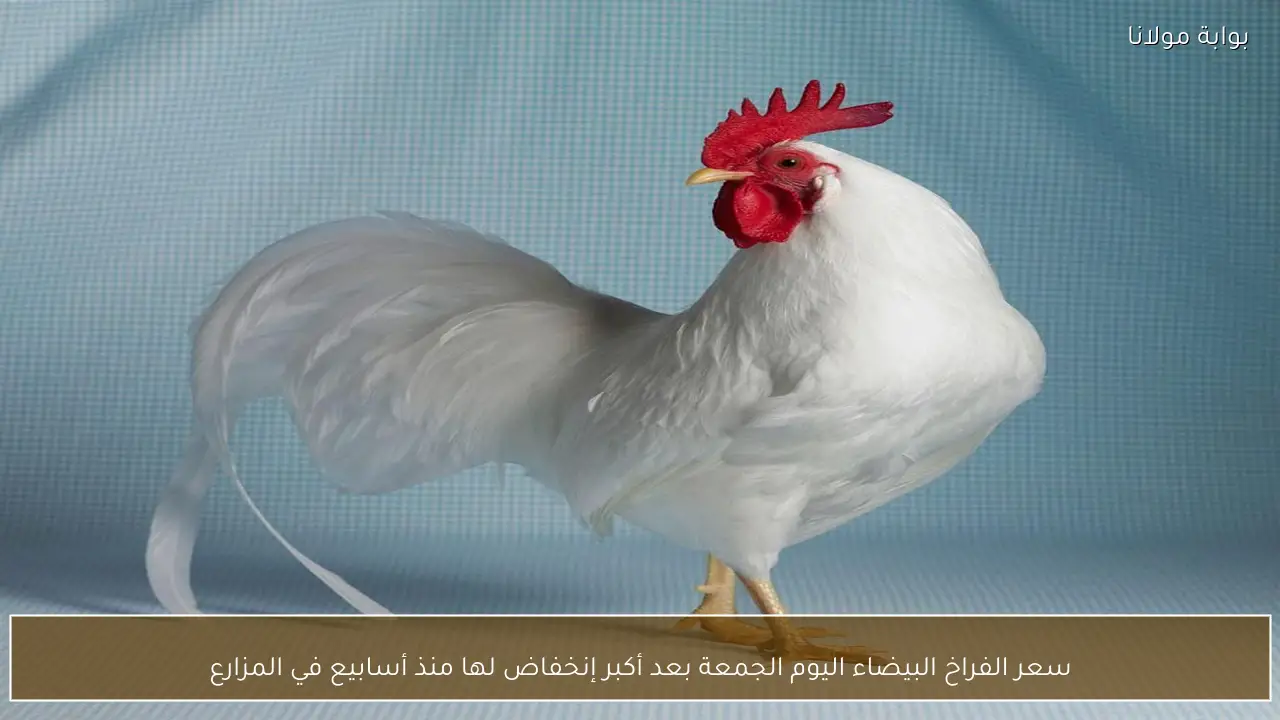 سعر الفراخ البيضاء اليوم الجمعة بعد أكبر إنخفاض لها منذ أسابيع في المزارع
