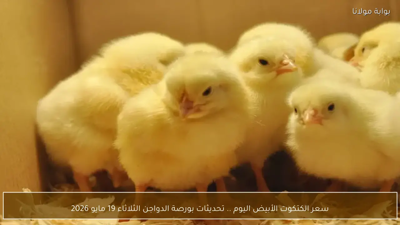 سعر الكتكوت الأبيض اليوم .. تحديثات بورصة الدواجن الثلاثاء 19 مايو 2026