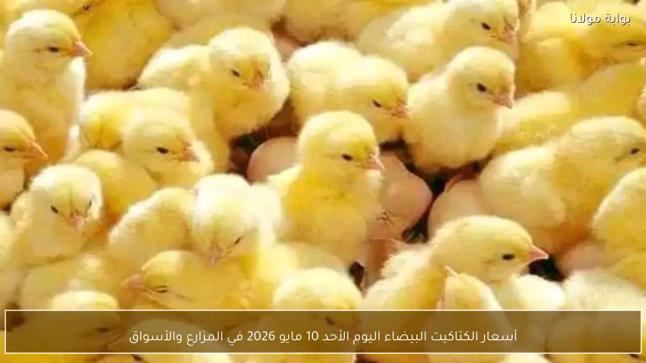 أسعار الكتاكيت البيضاء اليوم الأحد 10 مايو 2026 في المزارع والأسواق