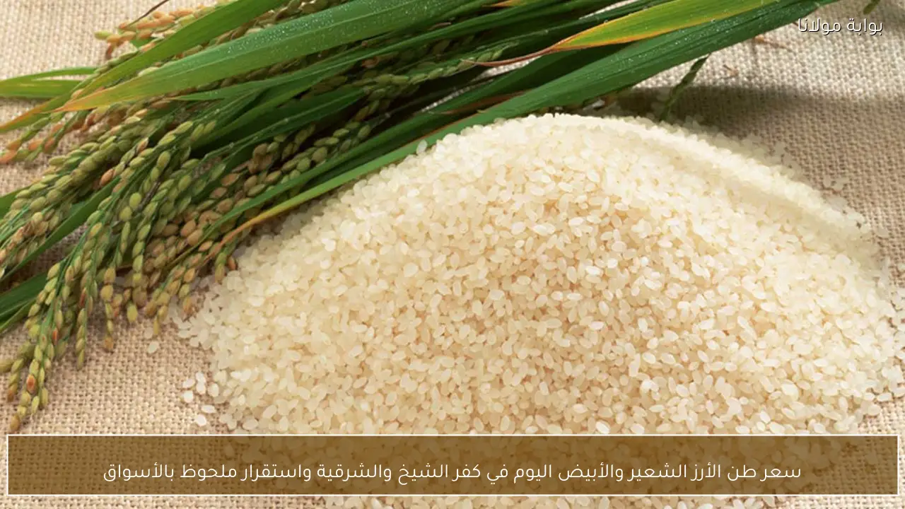 سعر طن الأرز الشعير والأبيض اليوم في كفر الشيخ والشرقية واستقرار ملحوظ بالأسواق