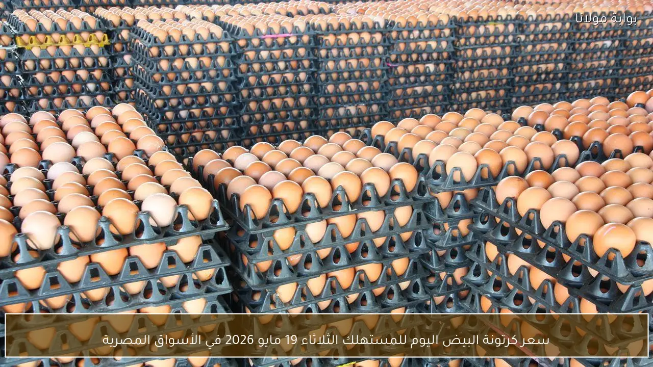 سعر كرتونة البيض اليوم للمستهلك الثلاثاء 19 مايو 2026 في الأسواق المصرية