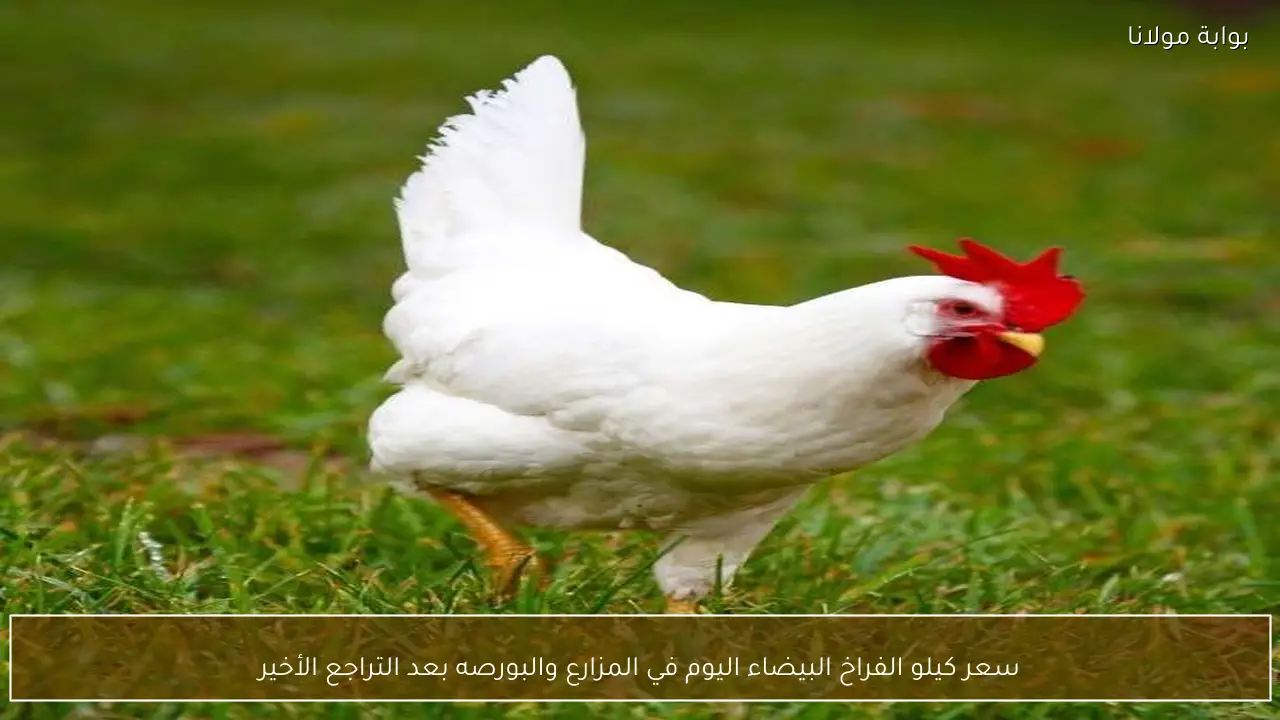 سعر كيلو الفراخ البيضاء اليوم في المزارع والبورصه بعد التراجع الأخير
