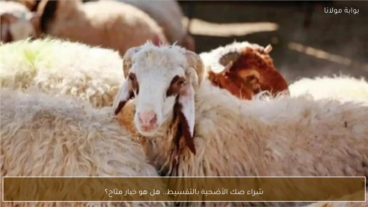 شراء صك الأضحية بالتقسيط.. هل هو خيار متاح؟