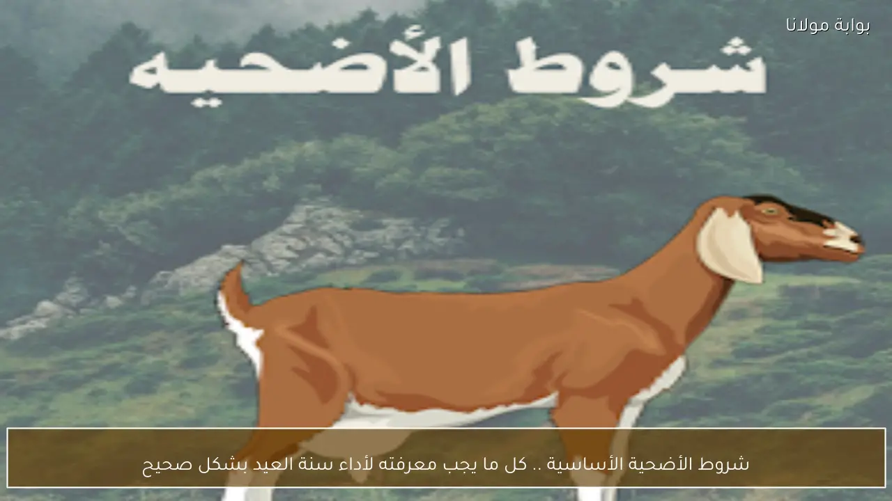 شروط الأضحية الأساسية .. كل ما يجب معرفته لأداء سنة العيد بشكل صحيح
