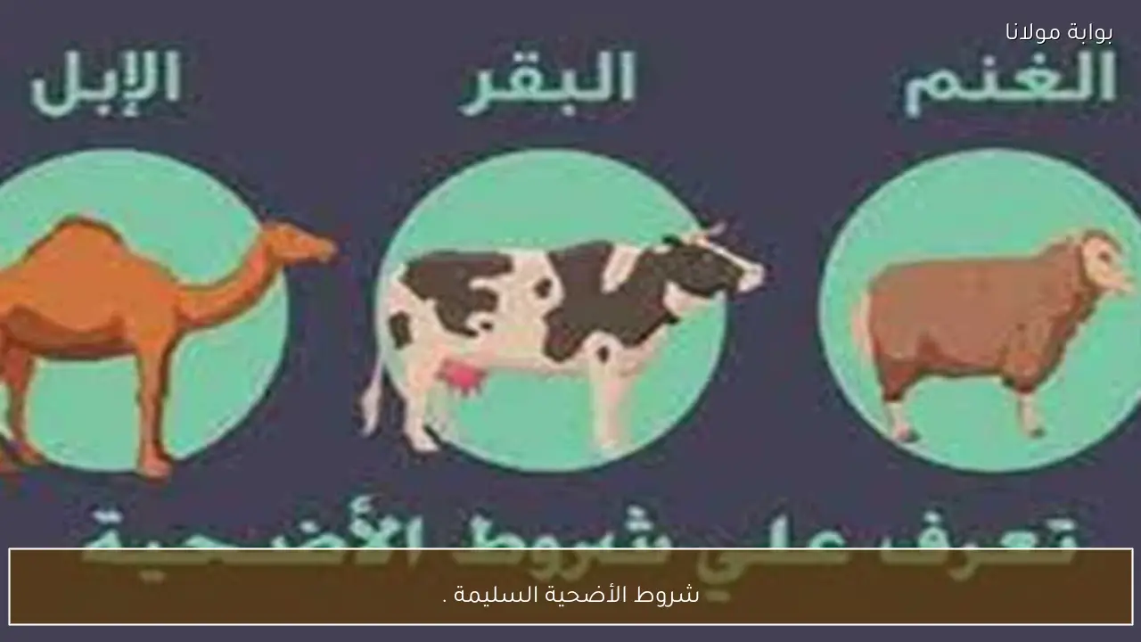 شروط الأضحية السليمة .. دليل اختيار أضحية صحية وشرعية
