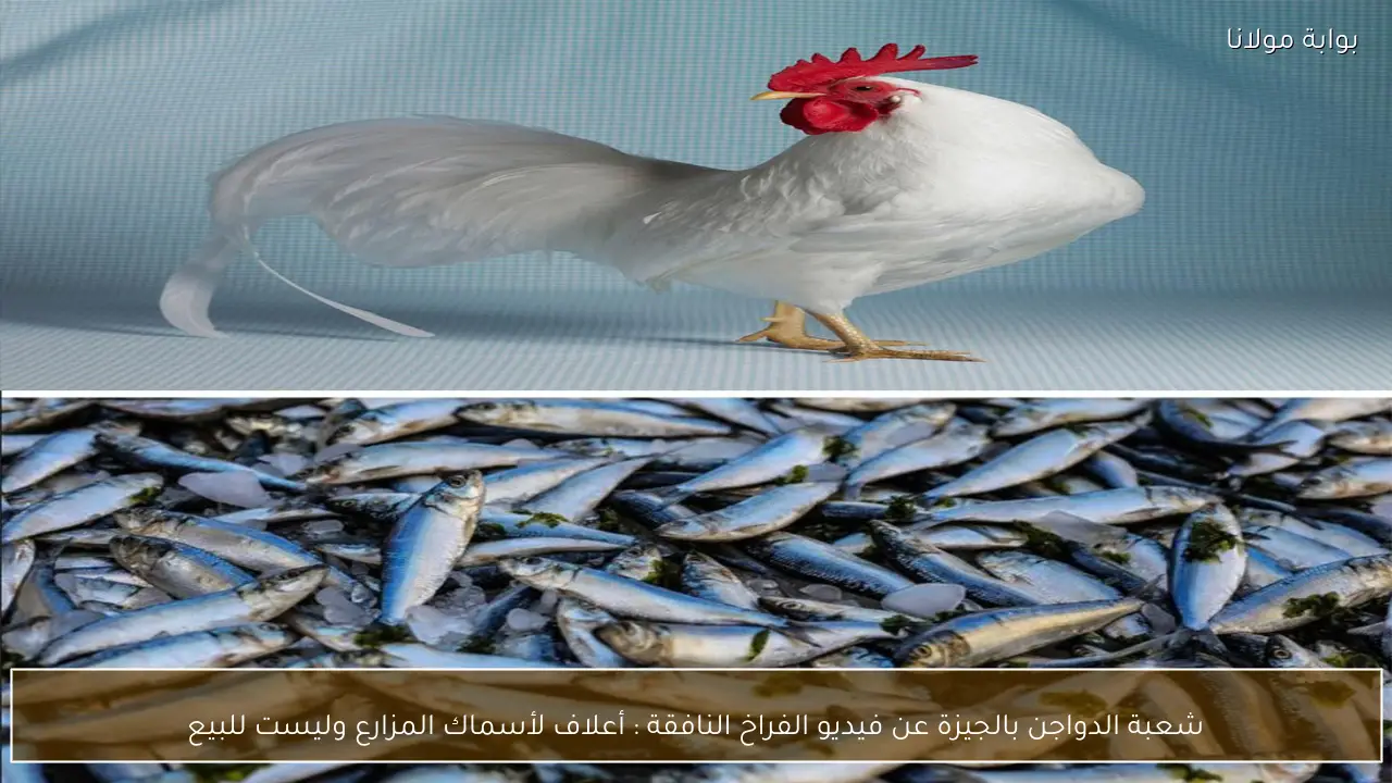 شعبة الدواجن بالجيزة عن فيديو الفراخ النافقة : أعلاف لأسماك المزارع وليست للبيع