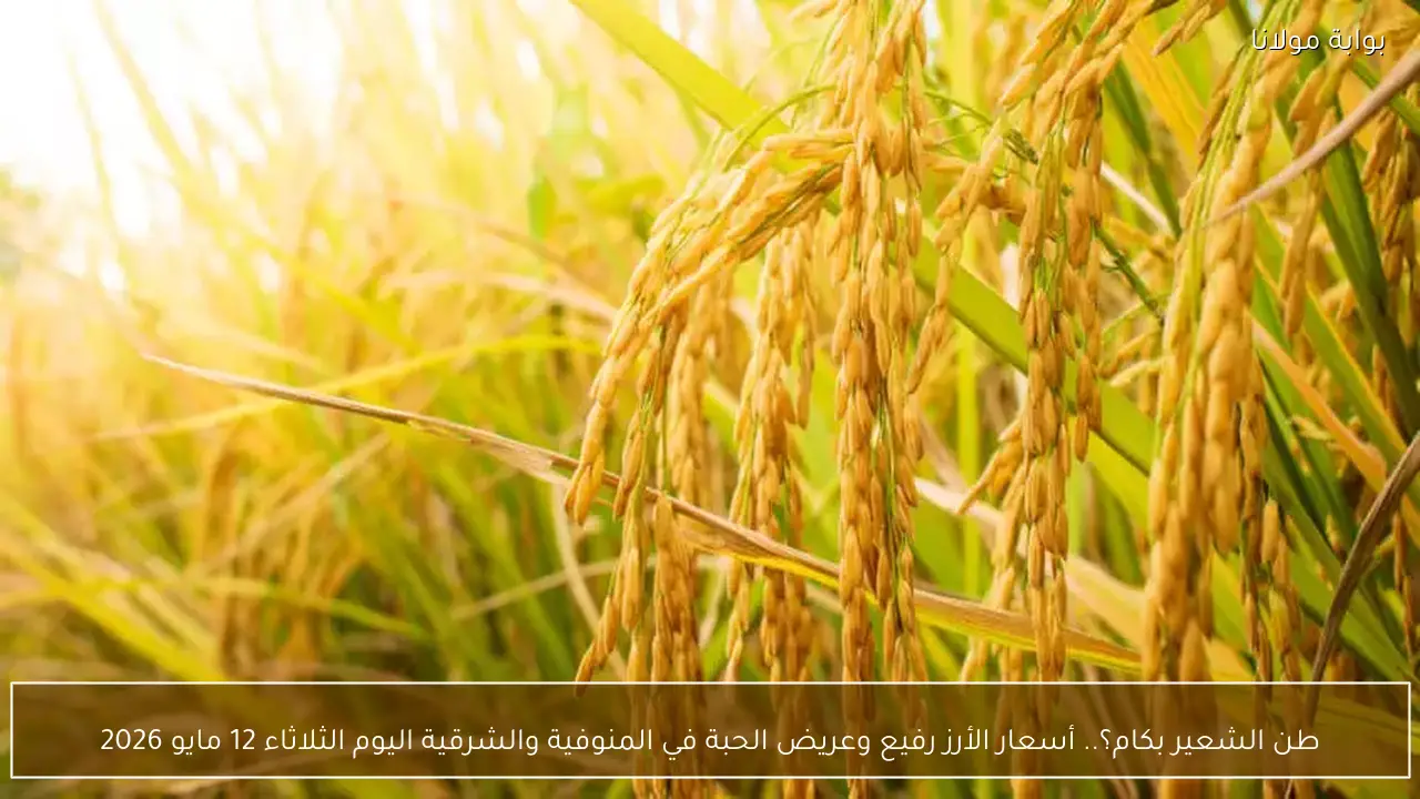 طن الشعير بكام؟.. أسعار الأرز رفيع وعريض الحبة في المنوفية والشرقية اليوم الثلاثاء 12 مايو 2026