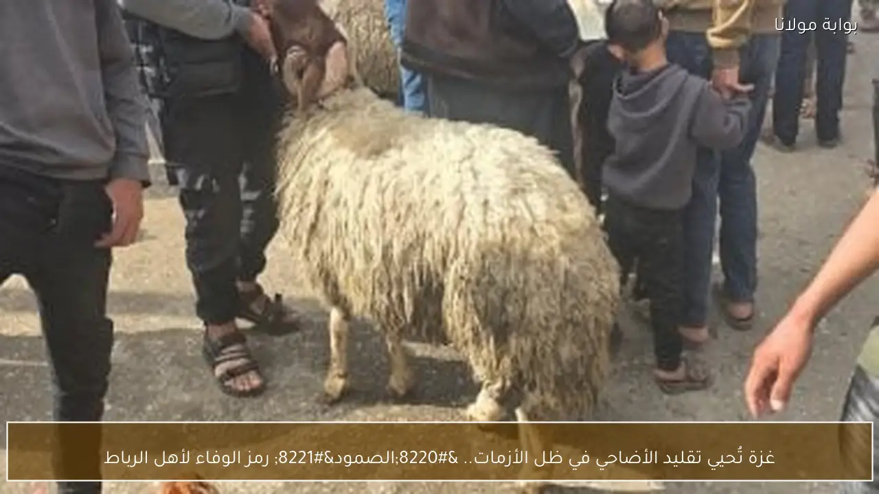 غزة تُحيي تقليد الأضاحي في ظل الأزمات.. “الصمود” رمز الوفاء لأهل الرباط
