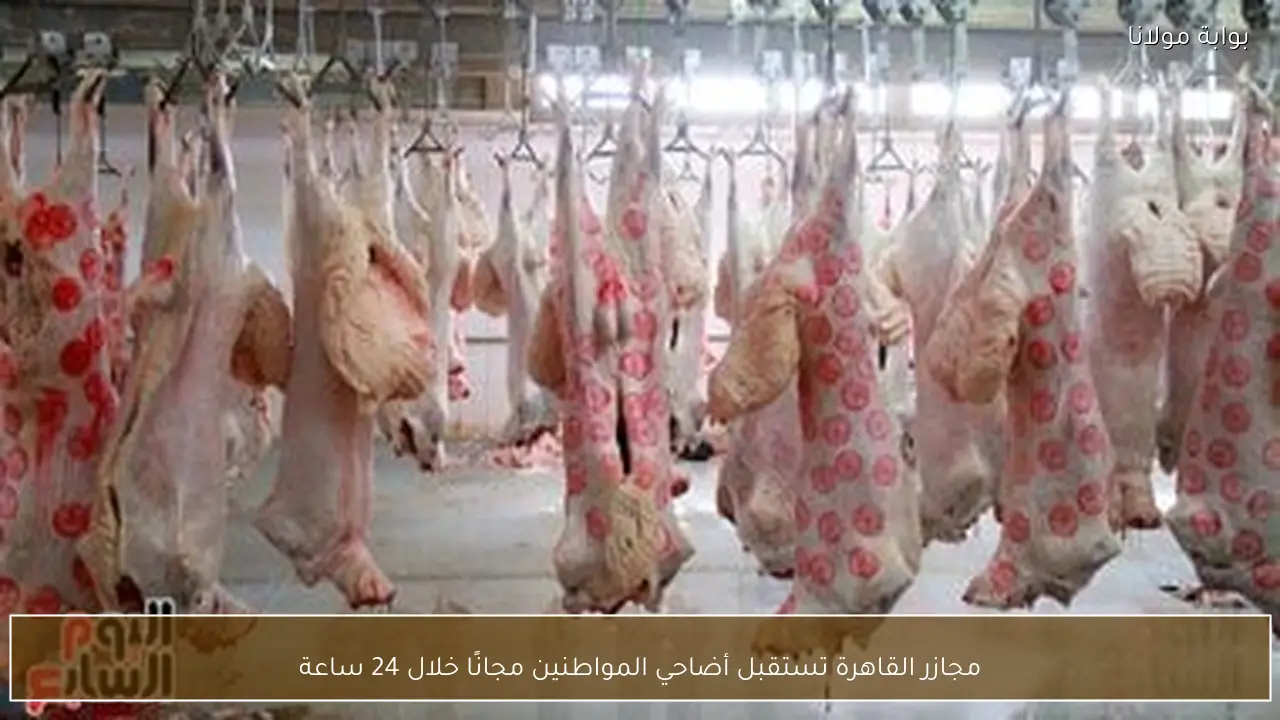 مجازر القاهرة تستقبل أضاحي المواطنين مجانًا خلال 24 ساعة